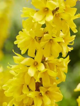 Forsycja pośrednia Mikador (C2)