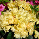Rododendron 'Saffrano'