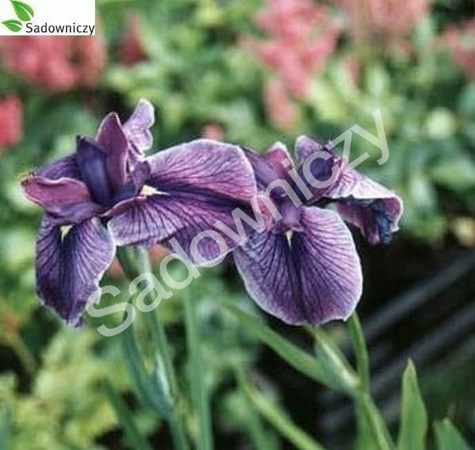 Irys syberyjski Kosaciec
