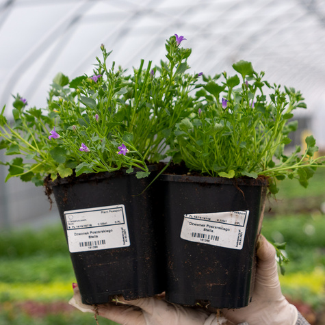 Dzwonek Poszarskiego Stella (C2)