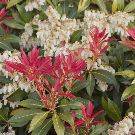 Pieris japoński Mountain Fire (C2)