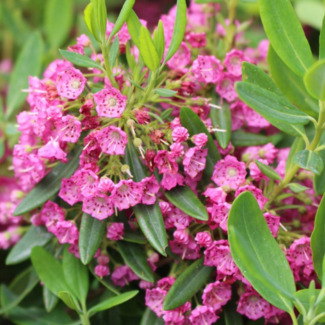 Kalmia angustifolia Rubra (C2)
