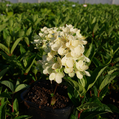 Hortensja bukietowa Little Blossom (C2)