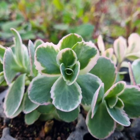 Rozchodnik wielki La Vie en Rose (C2)