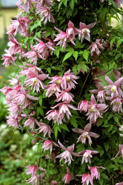 Powojnik Clematis botaniczny Markham's Pink