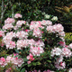 Rododendron Dreamland (C2)