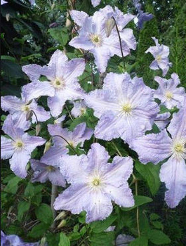 Powojnik Clematis wielkokwiatowy Błękitny Anioł