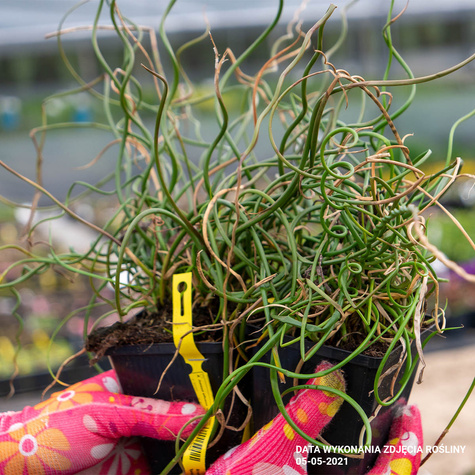 Sit Rozpierzchły Spiralny (C2)