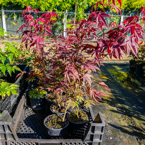 Klon palmowy Atropurpureum (C2)