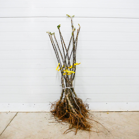 Jabłoń kolumnowa Promyk Słońca Sun Light w typie Red Cap Plant Pack