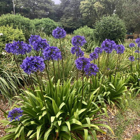 Agapant Black Pantha Lilia afrykańska