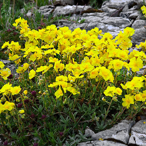 Posłonek rozesłany Golden (C2)