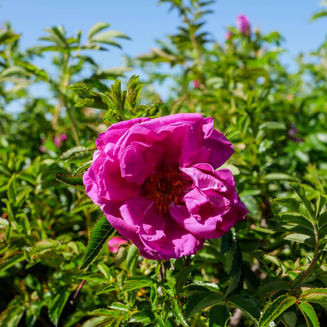 Róża Dart's Defender 'Defender'