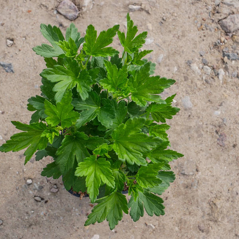 Agrest biały na balkon Giggles Gold