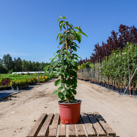 Kalina japońska St. Keverne
