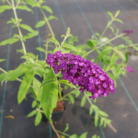 Budleja Dawida Santana