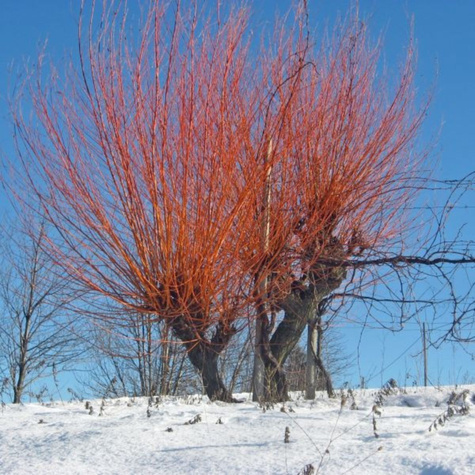 Sztobry wierzba Flame czerwone pędy 10szt.