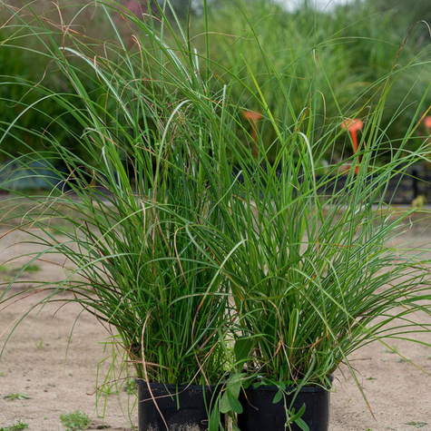 Miskant chiński Adagio Miscanthus sinensis