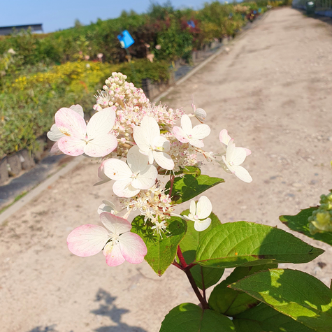 Hortensja Angels Blush szczepiona na pniu