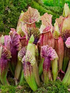 Kapturnica purpurowa