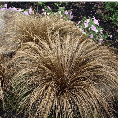 Turzyca włosista Bronco