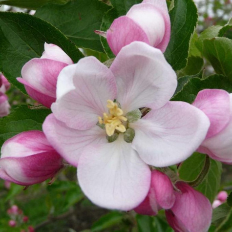 Jabłoń Witos Parchoodporny Plant Pack