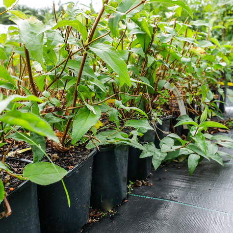 Żylistek szorstki Codsall Pink (C2)