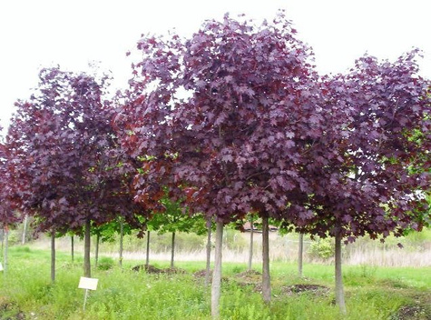 Klon pospolity Crimson King szczepiony na pniu obw. 2-4cm, Pa180