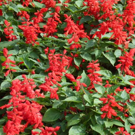 Szałwia błyszcząca Czardasz intensywnie czerwona 0,5g