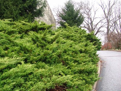 Jałowiec pośredni Old Gold (C2)