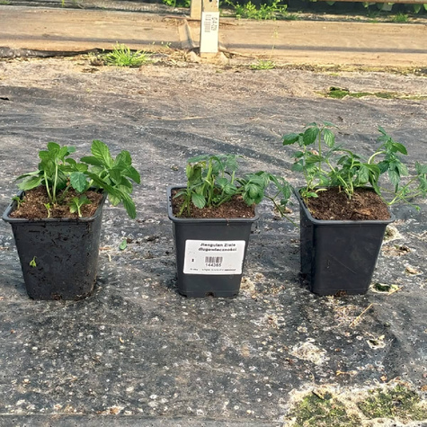 Jiaogulan Ziele długowieczności Pięciolistny Żeńszeń