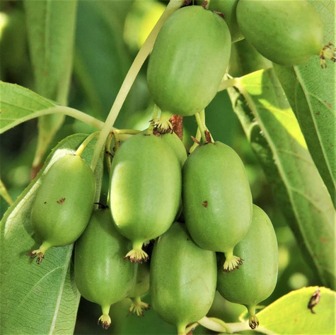 MINI KIWI Aktinidia Rogów