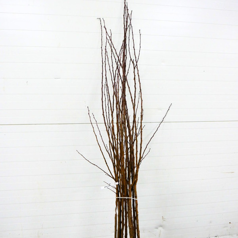 Morela Harlain Plant Pack