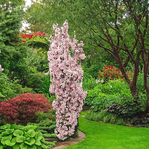 Wiśnia Piłkowana Amanogawa Kolumnowa