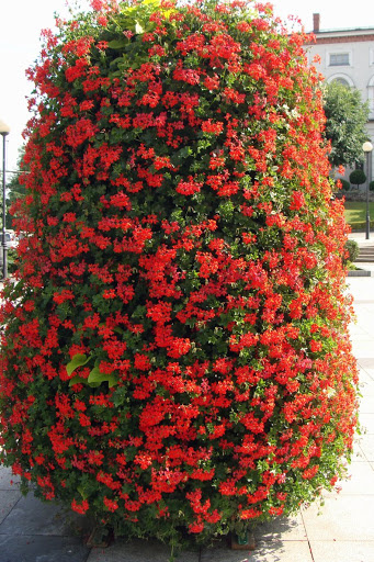 Pelargonia Bluszczolistna czerwona zwisająca Odstrasza komary