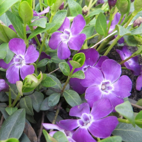 Zestaw Barwinek pospolity Atropurpurea 6 szt