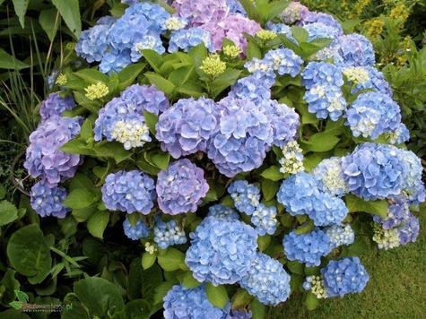 Hortensja ogrodowa Candy Heart Pink