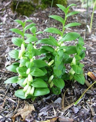 Kokorycz pełna (C2)