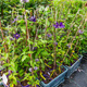 Powojnik Clematis wielkokwiatowy Multi Blue