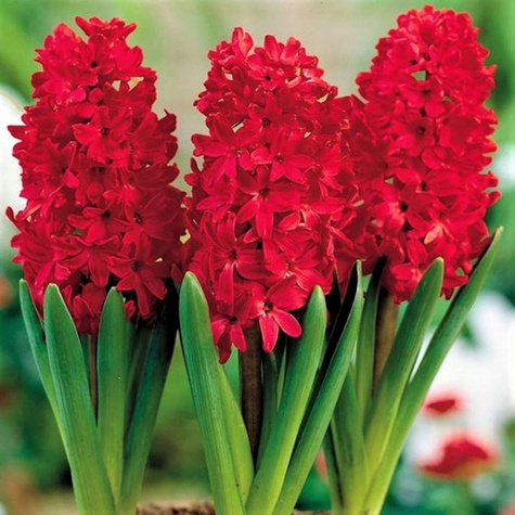 Hiacynt wschodni Red Glory