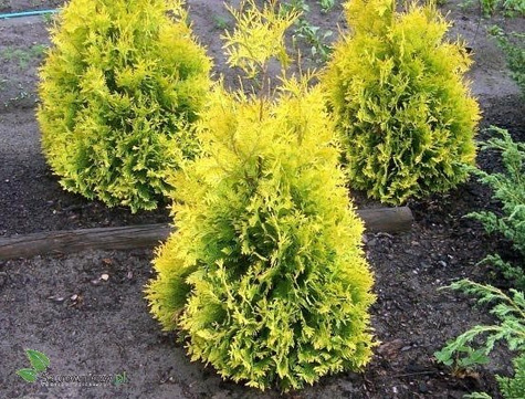 Thuja Tuja Żywotnik zachodni Sunkist (C2)