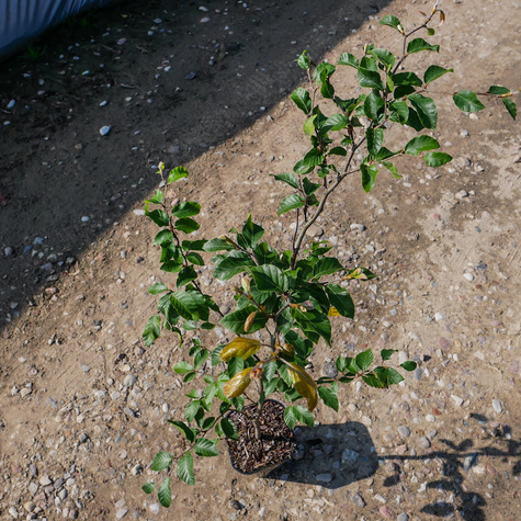 Buk zwyczajny w pojemniku Aleje Parki Żywopłoty pospolity (C2)