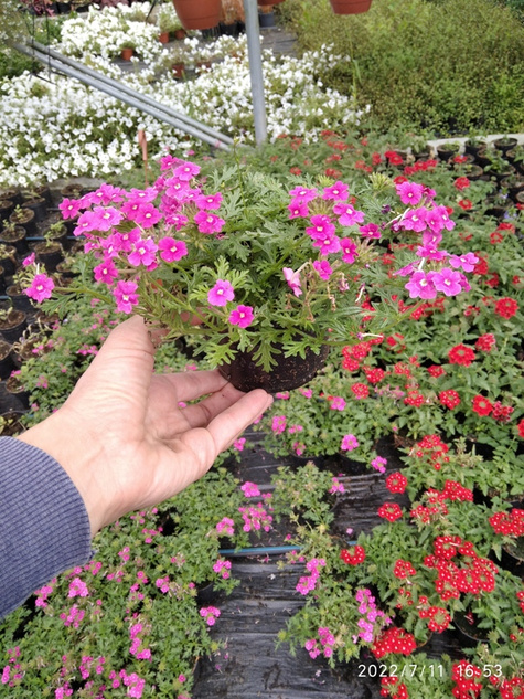 Werbena peruwiańska zwisająca różowa Vectura Pink