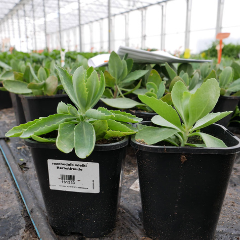 Rozchodnik Wielki Herbstfreude (C2)