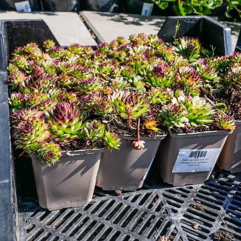 Rojnik ogrodowy Noir (C2)