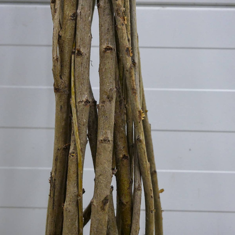 Czereśnia Kanarkowa Żółty kanarek Plant Pack