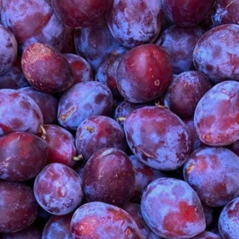 Śliwa Cacanska Lepotica Plant Pack