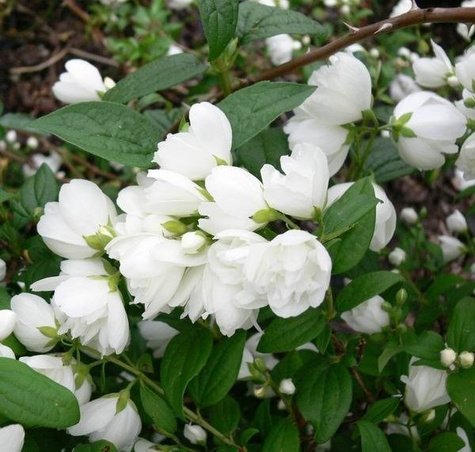 Jaśminowiec Snowbelle (C2)