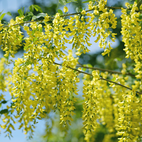 Złotokap pospolity (C2)