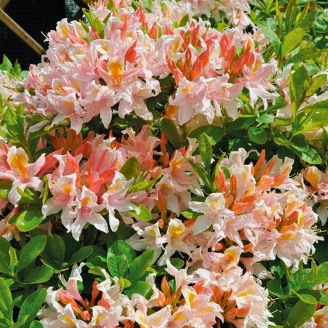 Azalia wielkokwiatowa wielobarwna (C2)